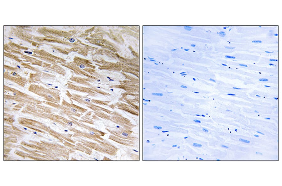 Immunohistochemistry - Anti-NEURL2 Antibody (C16905) - Antibodies.com
