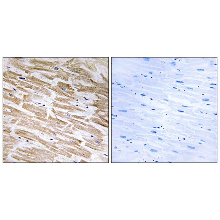 Immunohistochemistry - Anti-NEURL2 Antibody (C16905) - Antibodies.com