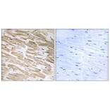 Immunohistochemistry - Anti-NEURL2 Antibody (C16905) - Antibodies.com