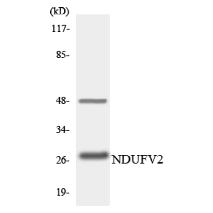 Western Blot - Anti-NDUFV2 Antibody (R12-3086) - Antibodies.com