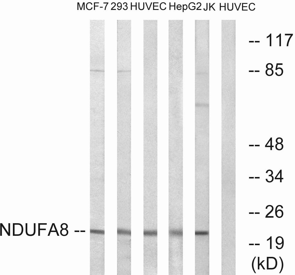Western blot analysis of lysates from HUVEC, MCF-7, Jurkat, HepG and 293 cells using Anti-NDUFA8 Antibody. The right hand lane represents a negative control, where the antibody is blocked by the immunising peptide.
