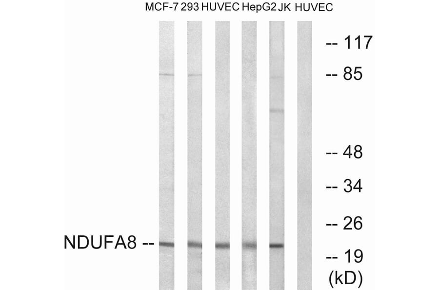 Western Blot - Anti-NDUFA8 Antibody (C16826) - Antibodies.com