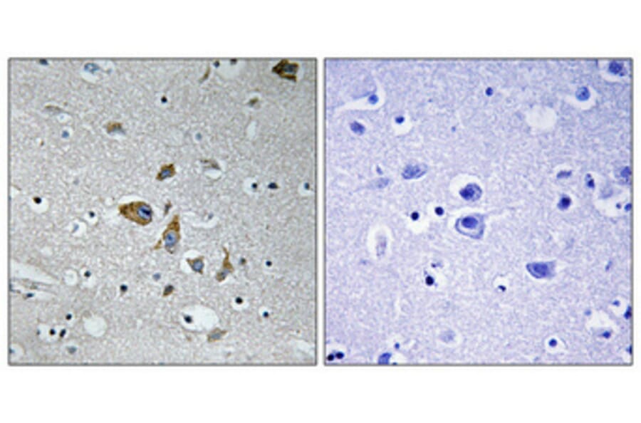 Immunohistochemistry - Anti-NDUFA4 Antibody (C16821) - Antibodies.com