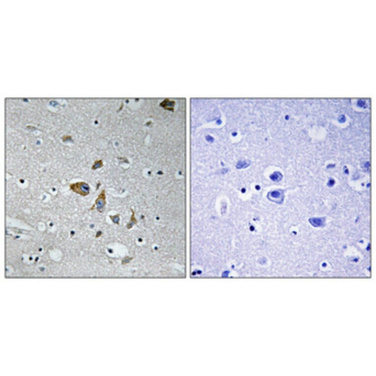 Immunohistochemistry - Anti-NDUFA4 Antibody (C16821) - Antibodies.com
