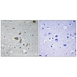 Immunohistochemistry - Anti-NDUFA4 Antibody (C16821) - Antibodies.com