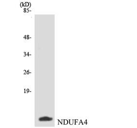 Western Blot - Anti-NDUFA4 Antibody (R12-3082) - Antibodies.com