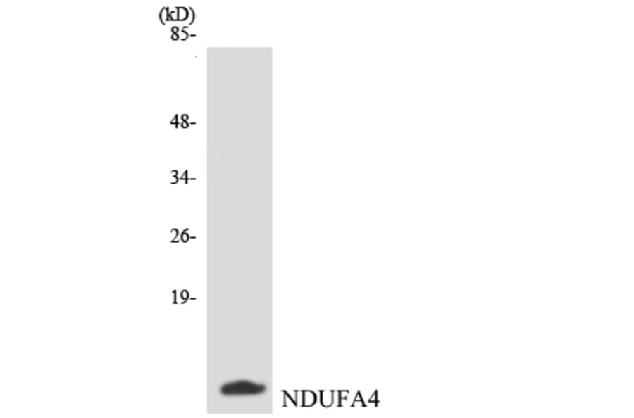 Western Blot - Anti-NDUFA4 Antibody (R12-3082) - Antibodies.com
