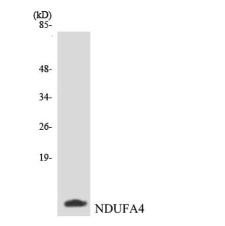 Western Blot - Anti-NDUFA4 Antibody (R12-3082) - Antibodies.com