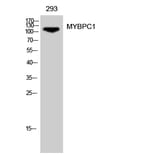 Western Blot - Anti-MYBPC1 Antibody (C16778) - Antibodies.com