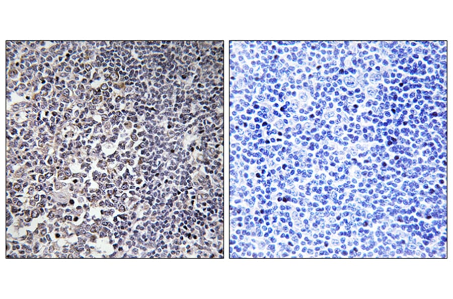 Immunohistochemistry - Anti-MRPS16 Antibody (C14035) - Antibodies.com