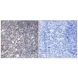 Immunohistochemistry - Anti-MRPS16 Antibody (C14035) - Antibodies.com