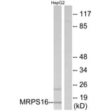 Western Blot - Anti-MRPS16 Antibody (C14035) - Antibodies.com