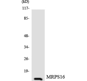 Western Blot - Anti-MRPS16 Antibody (R12-3049) - Antibodies.com