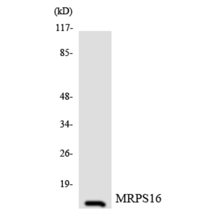 Western Blot - Anti-MRPS16 Antibody (R12-3049) - Antibodies.com