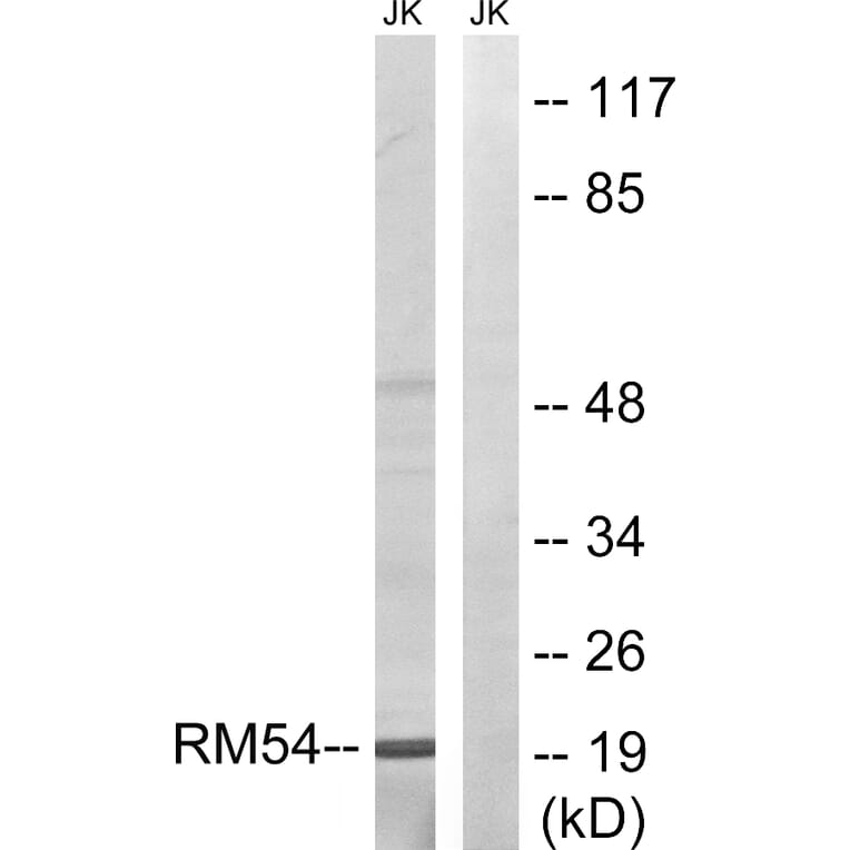 Western Blot - Anti-MRPL54 Antibody (C14052) - Antibodies.com