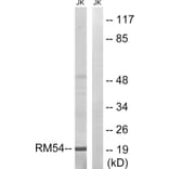 Western Blot - Anti-MRPL54 Antibody (C14052) - Antibodies.com