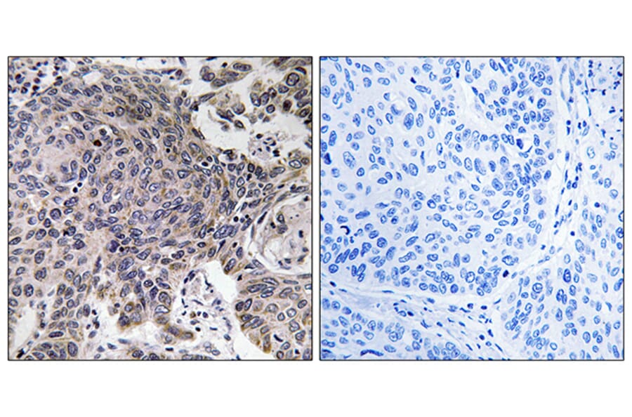 Immunohistochemistry - Anti-MRPL54 Antibody (C14052) - Antibodies.com