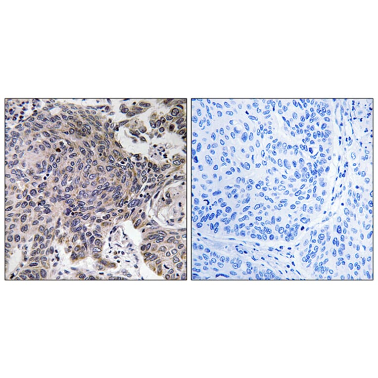 Immunohistochemistry - Anti-MRPL54 Antibody (C14052) - Antibodies.com