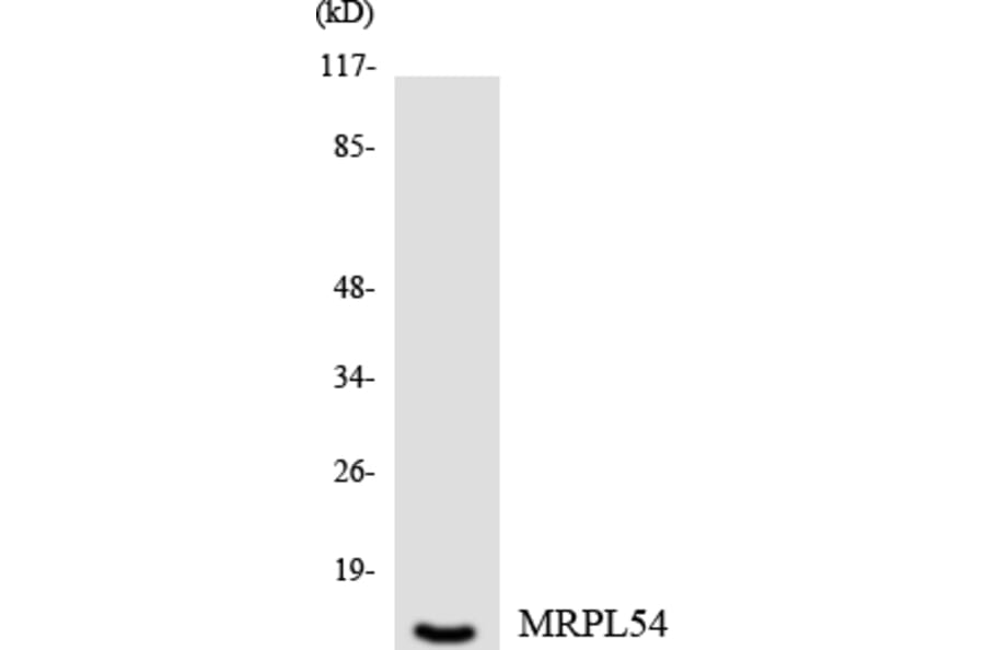 Western Blot - Anti-MRPL54 Antibody (R12-3046) - Antibodies.com