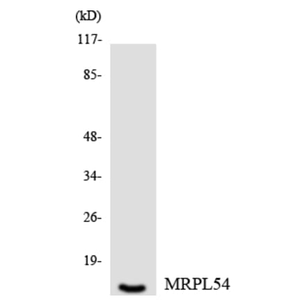 Western Blot - Anti-MRPL54 Antibody (R12-3046) - Antibodies.com
