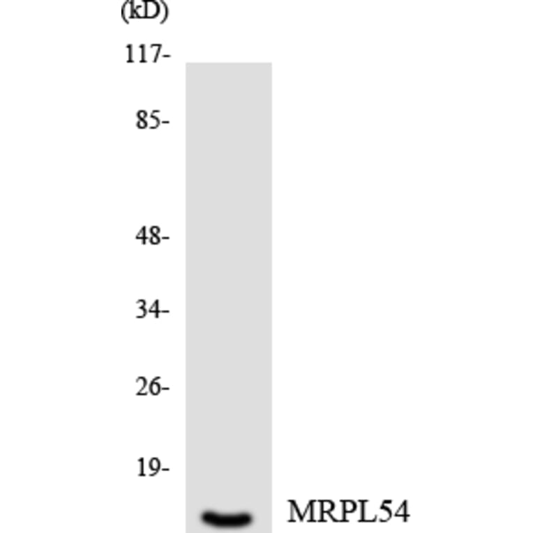 Western Blot - Anti-MRPL54 Antibody (R12-3046) - Antibodies.com