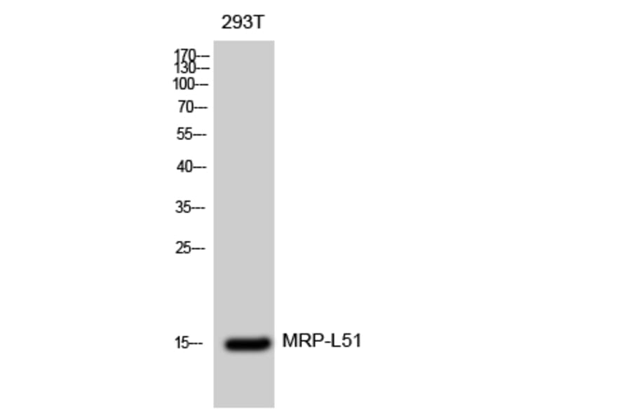 Western Blot - Anti-MRPL51 Antibody (C14085) - Antibodies.com
