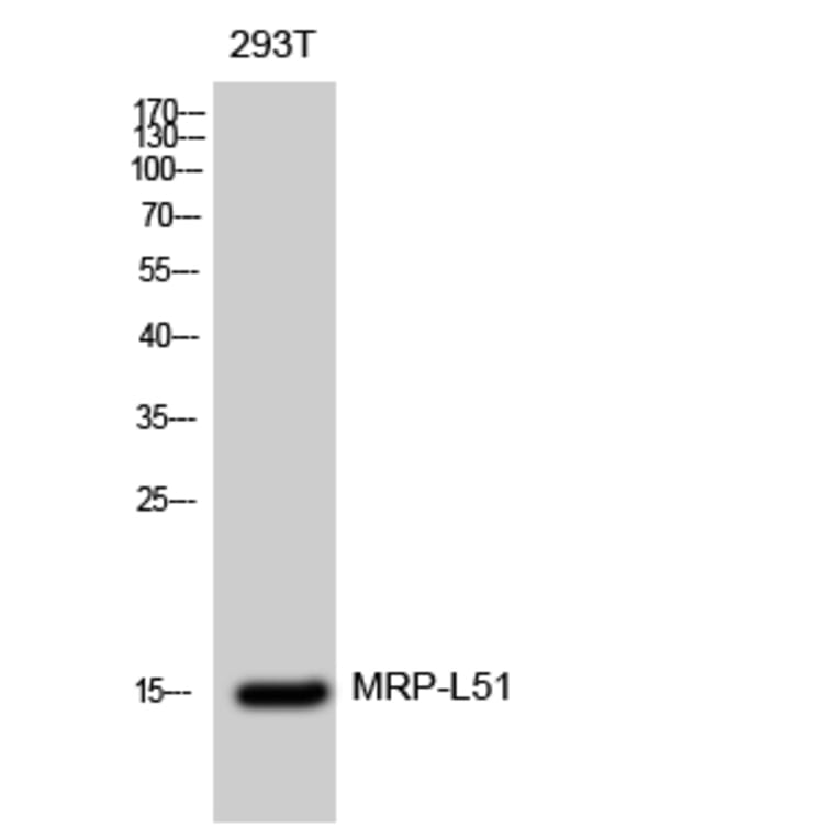 Western Blot - Anti-MRPL51 Antibody (C14085) - Antibodies.com