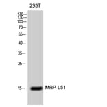 Western Blot - Anti-MRPL51 Antibody (C14085) - Antibodies.com