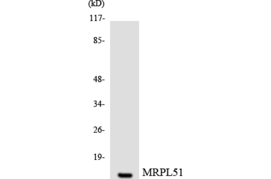 Western Blot - Anti-MRPL51 Antibody (R12-3045) - Antibodies.com