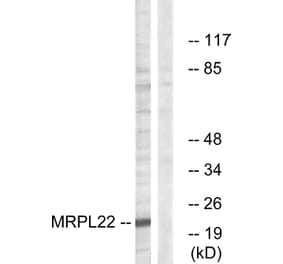 Western Blot - Anti-MRPL22 Antibody (C14067) - Antibodies.com