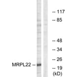 Western Blot - Anti-MRPL22 Antibody (C14067) - Antibodies.com