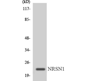 Western Blot - Anti-MRPL22 Antibody (R12-3039) - Antibodies.com