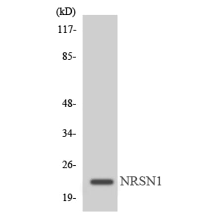 Western Blot - Anti-MRPL22 Antibody (R12-3039) - Antibodies.com