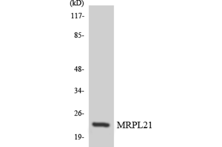 Western Blot - Anti-MRPL21 Antibody (R12-3038) - Antibodies.com