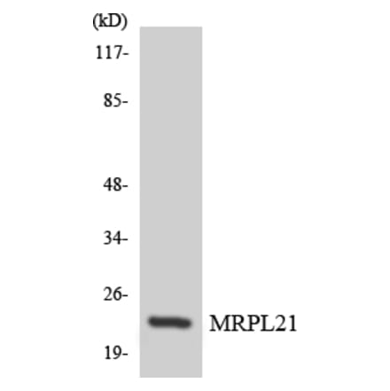 Western Blot - Anti-MRPL21 Antibody (R12-3038) - Antibodies.com