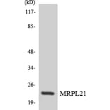 Western Blot - Anti-MRPL21 Antibody (R12-3038) - Antibodies.com