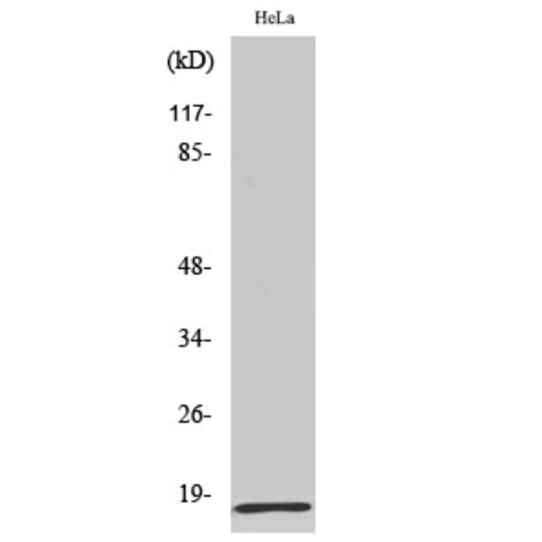 Western Blot - Anti-MRPL20 Antibody (C14065) - Antibodies.com