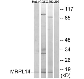 Western Blot - Anti-MRPL14 Antibody (C14058) - Antibodies.com