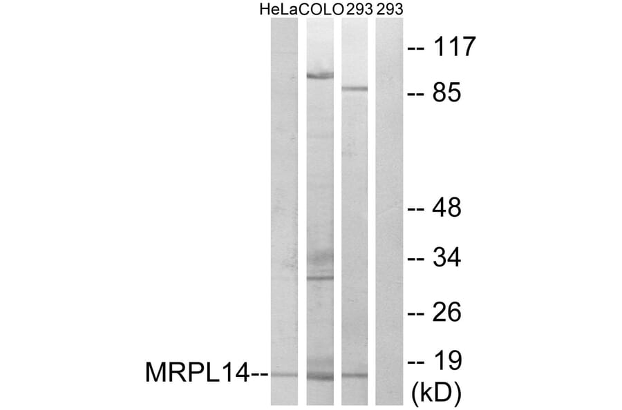 Western Blot - Anti-MRPL14 Antibody (C14058) - Antibodies.com