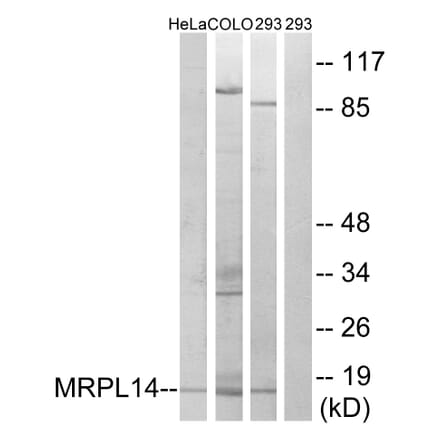 Western Blot - Anti-MRPL14 Antibody (C14058) - Antibodies.com