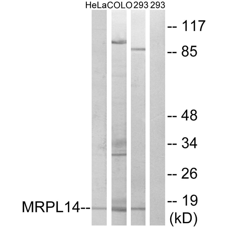 Western Blot - Anti-MRPL14 Antibody (C14058) - Antibodies.com