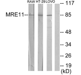 Western Blot - Anti-MRE11A Antibody (C13088) - Antibodies.com