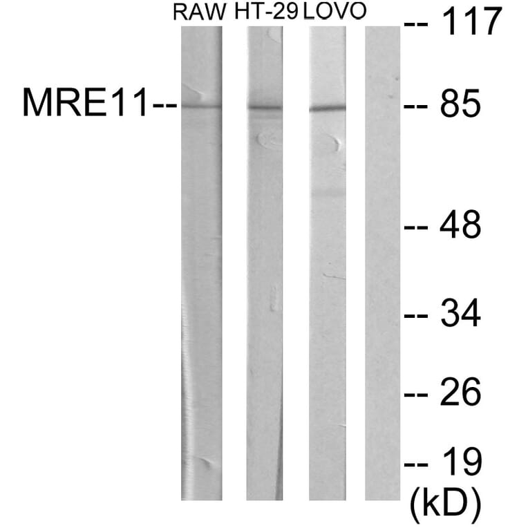 Western Blot - Anti-MRE11A Antibody (C13088) - Antibodies.com