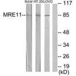 Western Blot - Anti-MRE11A Antibody (C13088) - Antibodies.com