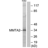 Western Blot - Anti-MMTAG2 Antibody (C11613) - Antibodies.com