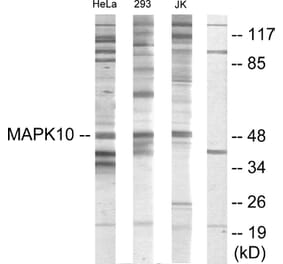 Western Blot - Anti-MAPK10 Antibody (C10722) - Antibodies.com