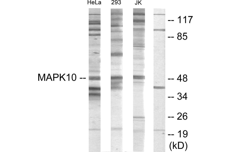 Western Blot - Anti-MAPK10 Antibody (C10722) - Antibodies.com