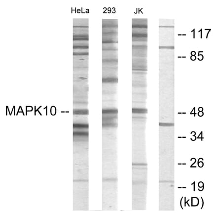 Western Blot - Anti-MAPK10 Antibody (C10722) - Antibodies.com