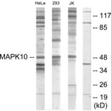 Western Blot - Anti-MAPK10 Antibody (C10722) - Antibodies.com