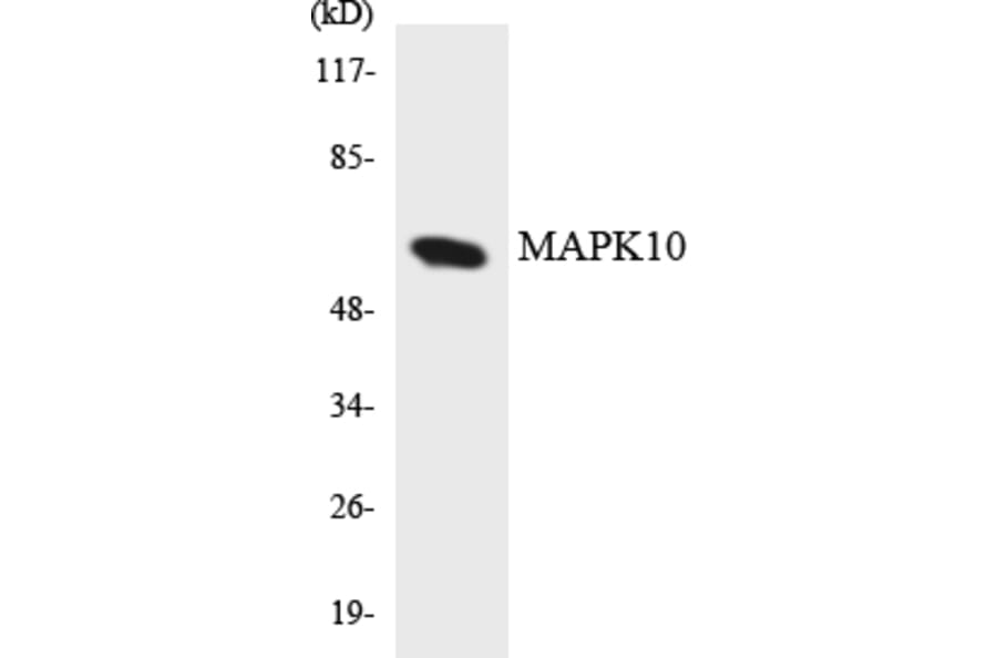 Western Blot - Anti-MAPK10 Antibody (R12-2993) - Antibodies.com